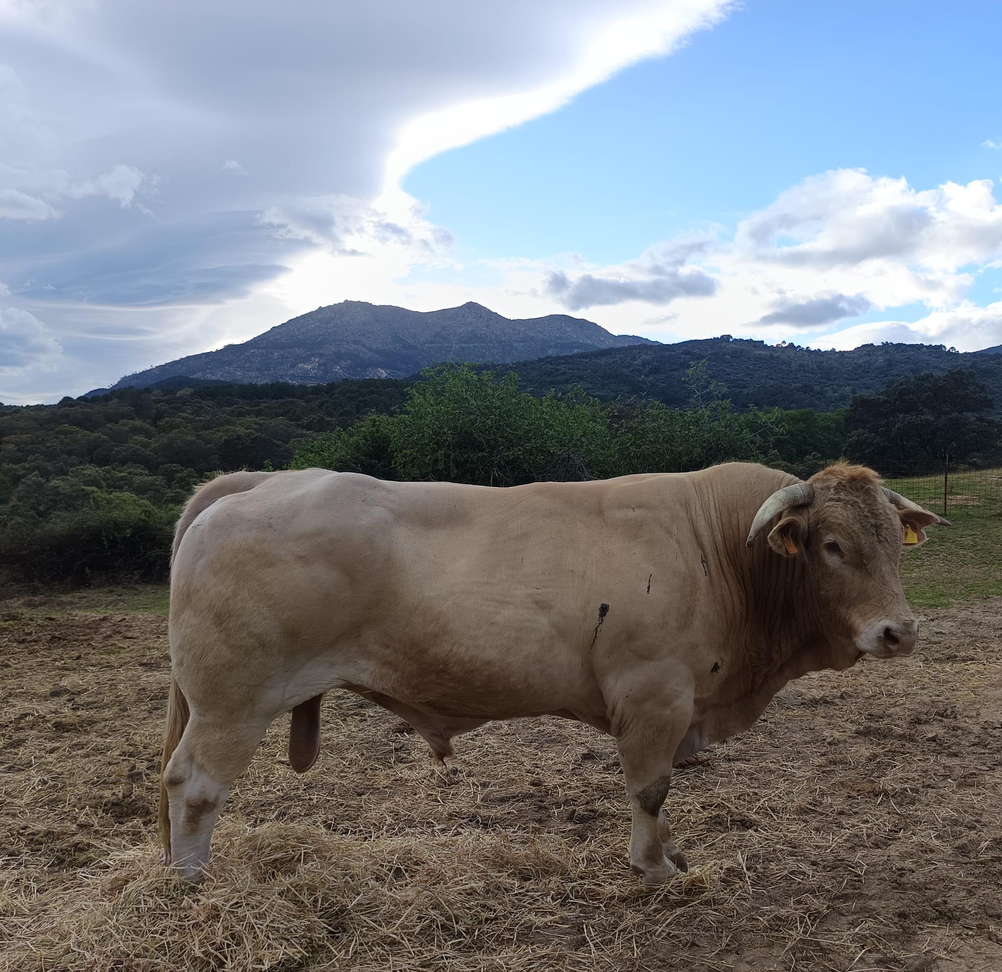 Toro Navalablonde en el prado