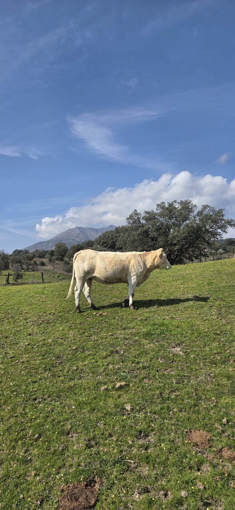 Vaca Navalablonde